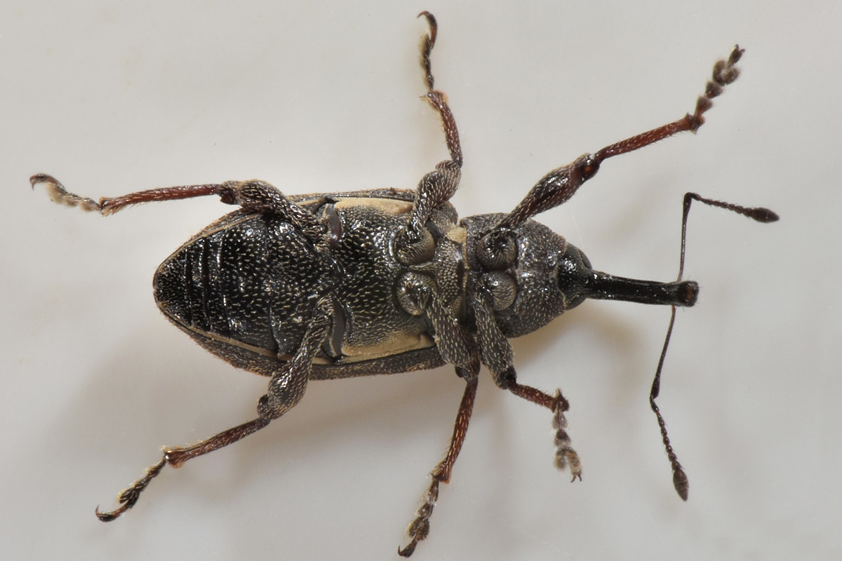 Curculionidae:  Notaris scirpi